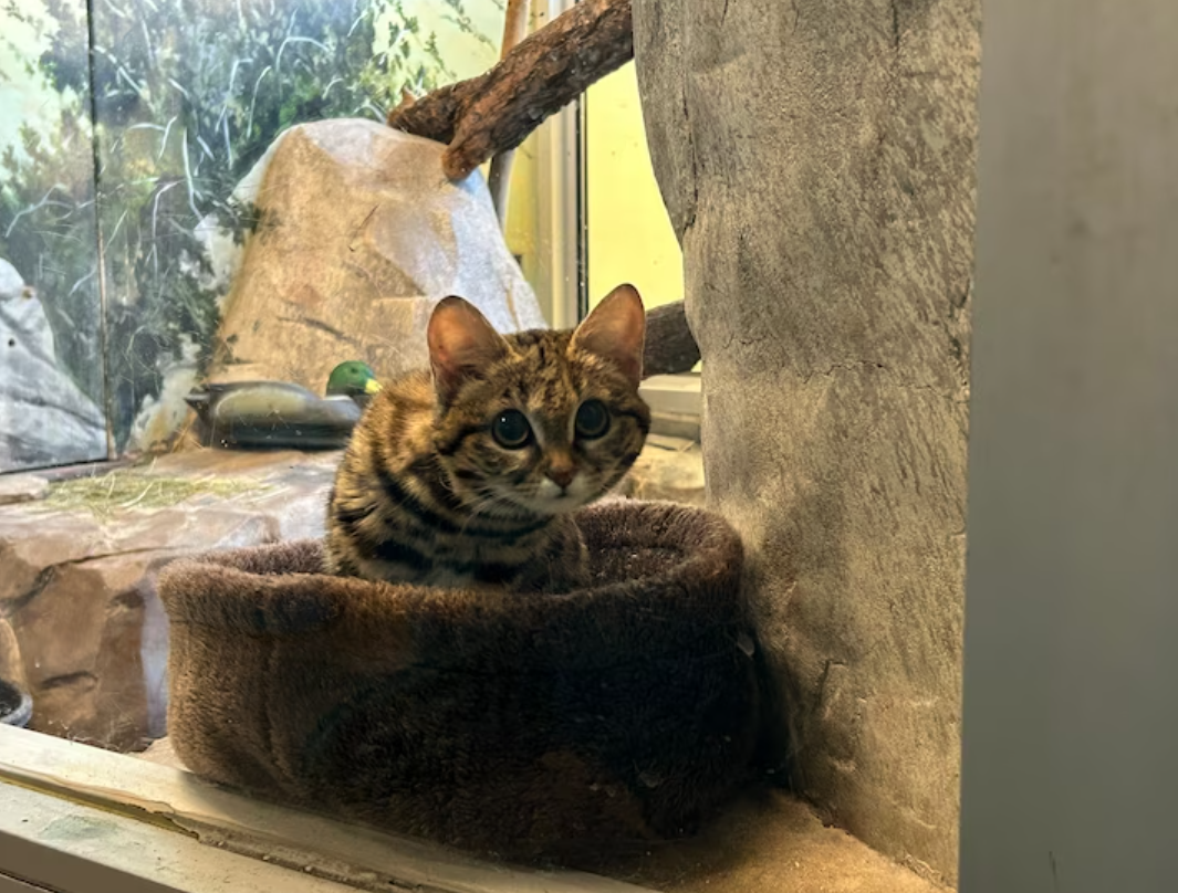 Ця крихітка - лютіша і небезпечніша за лева. Який вигляд має дуже рідкісний хижак